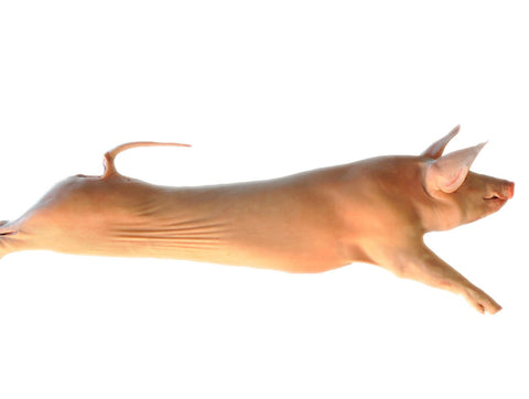 Γουρουνάκι Γάλακτος Ολόκληρο Φάρμα Χήτας – ελληνικό γουρουνάκι με φυσική διατροφή, ιδανικό για φούρνο ή σούβλα, από το Siakos.gr